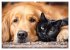 Hund und Katze - Tierische Freunde... - Bild 3