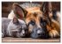 Hund und Katze - Tierische Freunde... - Bild 5
