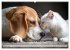 Hund und Katze - Tierische Freunde... - Bild 8