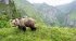 Ursus Brenta - Die Rückkehr der Bären... - Bild 2