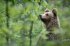 Ursus Brenta - Die Rückkehr der Bären... - Bild 4