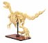 CaDA Dinosaurier Fossil Stegosaurus... - Bild 4