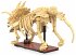 CaDA Dinosaurier Fossil Triceratops... - Bild 3