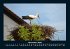 Vögel 2026 Fotokalender DIN A4 - Bild 4
