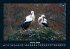 Vögel 2026 Fotokalender DIN A4 - Bild 6