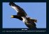 Vögel 2026 Fotokalender DIN A4 - Bild 10