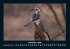 Vögel 2026 Fotokalender DIN A4 - Bild 5