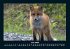 Waldbewohner 2026 Fotokalender DIN A4 - Bild 11
