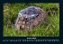 Waldbewohner 2026 Fotokalender DIN A4 - Bild 6