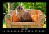 Für Katzenfreunde 2026 Fotokalender... - Bild 6