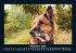 Hundezauber 2026 Fotokalender DIN A5 - Bild 5