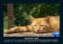 Katzen 2026 Fotokalender DIN A5 - Bild 2