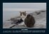 Katzen 2026 Fotokalender DIN A5 - Bild 11