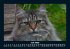 Katzen 2026 Fotokalender DIN A5 - Bild 12