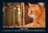 Katzen 2026 Fotokalender DIN A5 - Bild 13