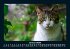 Katzen 2026 Fotokalender DIN A5 - Bild 6