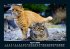 Katzen 2026 Fotokalender DIN A5 - Bild 9