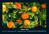 Obstkalender 2026 Fotokalender DIN A4 - Bild 3