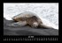 Schildkrötenzauber 2026 Fotokalender... - Bild 12