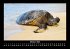 Schildkrötenzauber 2026 Fotokalender... - Bild 3
