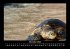 Schildkrötenzauber 2026 Fotokalender... - Bild 4