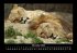 Tiere in der Wildnis 2026 Fotokalender... - Bild 4