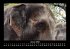 Tiere in der Wildnis 2026 Fotokalender... - Bild 6