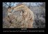 Tiere in der Wildnis 2026 Fotokalender... - Bild 9