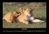 Tiere in der Wildnis 2026 Fotokalender... - Bild 10