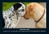 Der Hundekalender 2026 Fotokalender DIN... - Bild 2