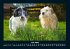 Der Hundekalender 2026 Fotokalender DIN... - Bild 12