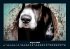 Der Hundekalender 2026 Fotokalender DIN... - Bild 13