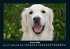 Der Hundekalender 2026 Fotokalender DIN... - Bild 6