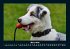Der Hundekalender 2026 Fotokalender DIN... - Bild 8