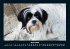 Der Hundekalender 2026 Fotokalender DIN... - Bild 9