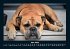 Der Hundekalender 2026 Fotokalender DIN... - Bild 10