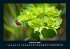 Blumenzauber 2026 Fotokalender DIN A4 - Bild 7