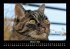 Für Katzenfreunde 2026 Fotokalender... - Bild 3