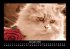 Für Katzenfreunde 2026 Fotokalender... - Bild 5