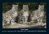 Welt der Tiere 2026 Fotokalender DIN A4 - Bild 6