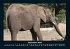Elefanten 2026 Fotokalender DIN A4 - Bild 2