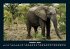 Elefanten 2026 Fotokalender DIN A4 - Bild 3