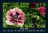 Blumenzauber 2026 Fotokalender DIN A5 - Bild 6