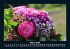 Blumenzauber 2026 Fotokalender DIN A5 - Bild 8