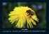 Bienen 2026 Fotokalender DIN A4 - Bild 11