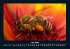 Bienen 2026 Fotokalender DIN A4 - Bild 12