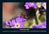 Bienen 2026 Fotokalender DIN A4 - Bild 5