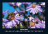 Bienen 2026 Fotokalender DIN A4 - Bild 7