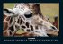 Tiere in der Wildnis 2026 Fotokalender... - Bild 11