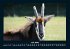 Tiere in der Wildnis 2026 Fotokalender... - Bild 12